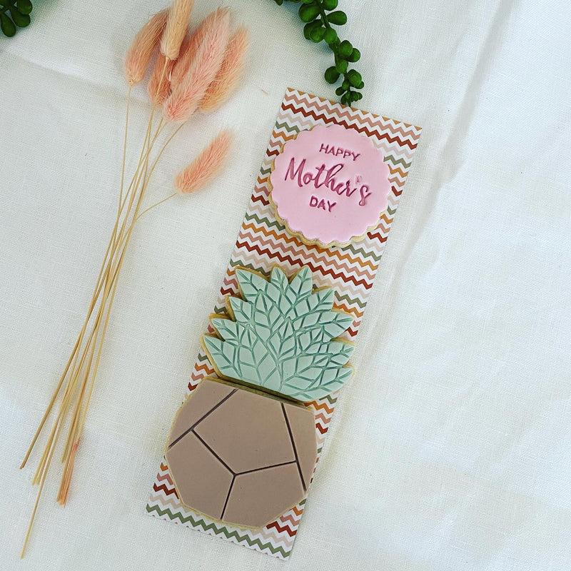 Succulent Haven | Duo Plant Pack | Mother's Day