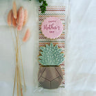 Succulent Haven | Duo Plant Pack | Mother's Day