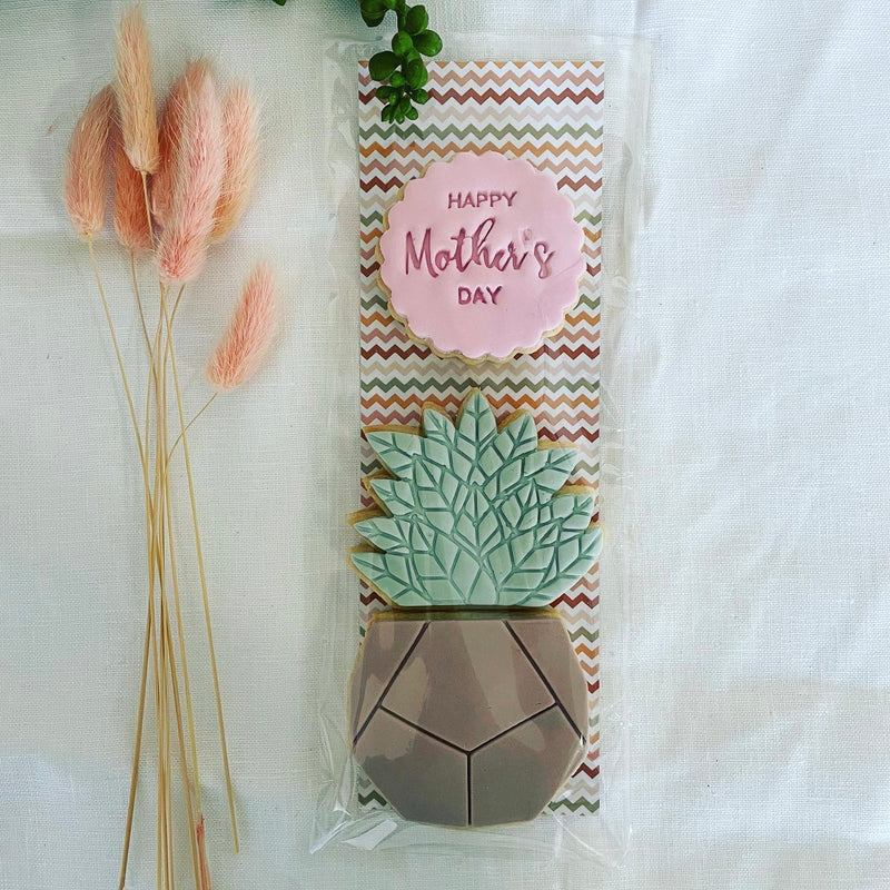 Succulent Haven | Duo Plant Pack | Mother's Day